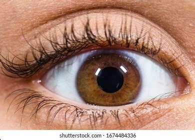 thousand chestnut eyes royalty  images stock  pictures