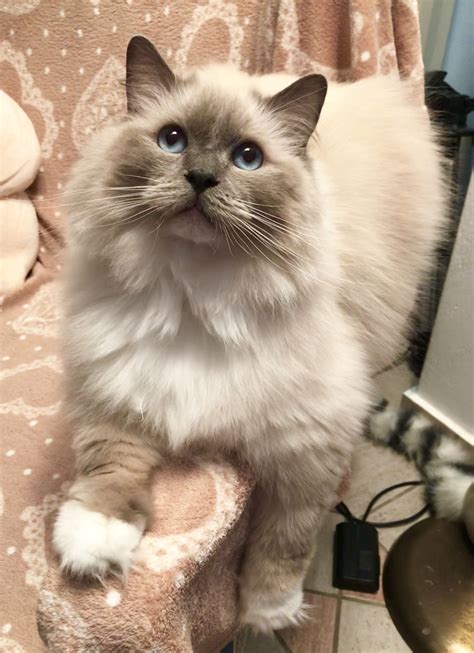 Ragdoll cat breeds a collection of stunning images pet animals