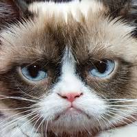 alien cat   meme