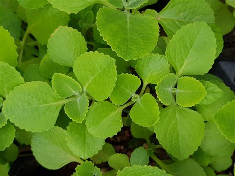 Folha De Hortelã Grosso - Hortelã Grosso Saiba Tudo Sobre Essa Planta - Guia das Suculentas