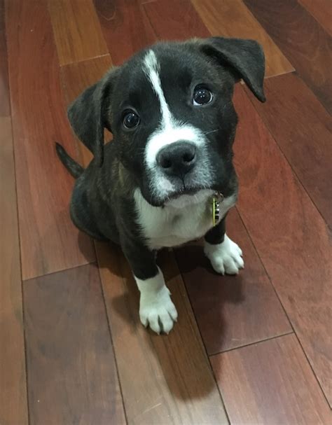 science   puppy dog eyes