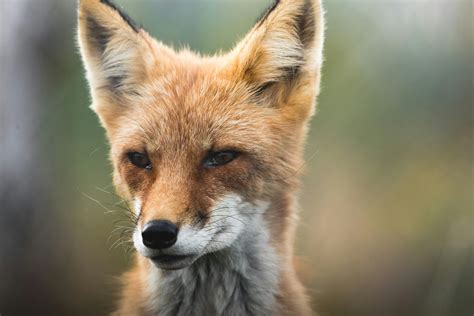 cute profile      cute profile stock