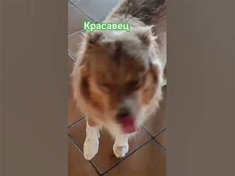 Дружок #собака #мирживотных #другчеловека #вмиреживотных #люблюсобак ...