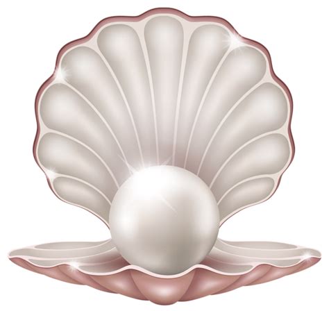 Clam PNG Images Transparent Free Download