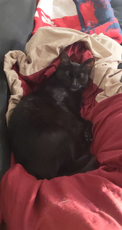 My little princess Misty. : aww