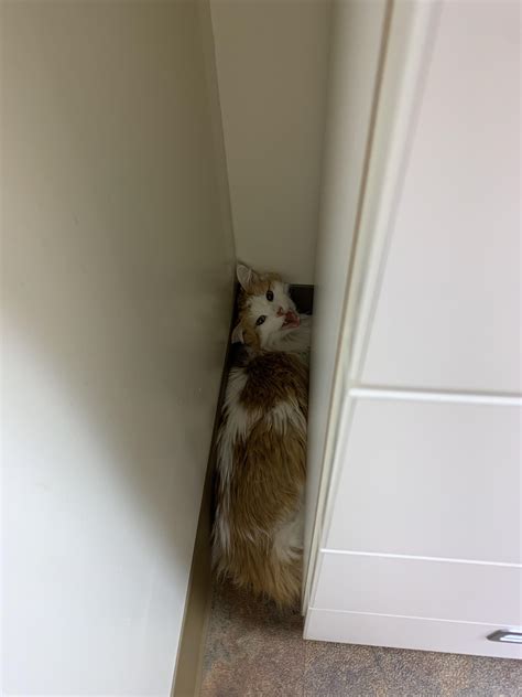 best dog hiding without vet 8