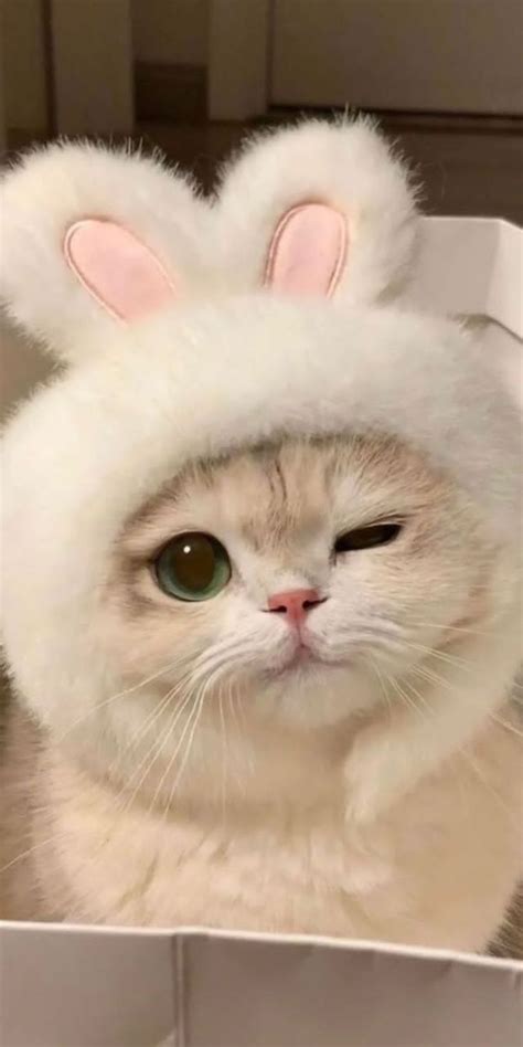 Pin by aesthetic picture on aesthetic cats | Cute cat, Cute baby cats ...