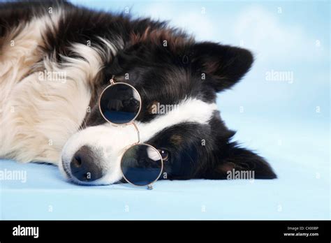 mongrel Stock Photo: 50402122 - Alamy