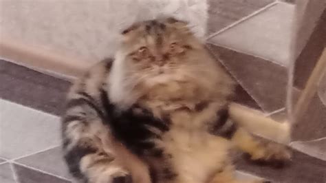 барон#кот#котбатон#р_е_к_о_м_е_н_д_а_ц_и_и_ - YouTube