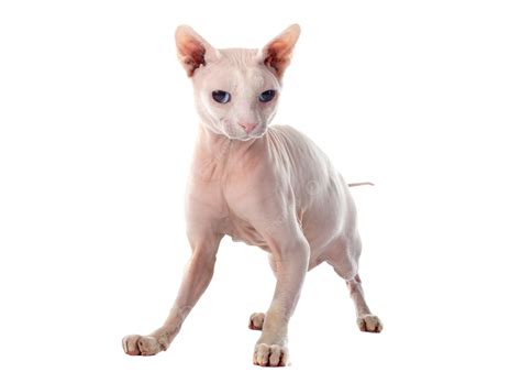 Sphynx Hairless Cat Hairless, Pet, Studio, White Background PNG
