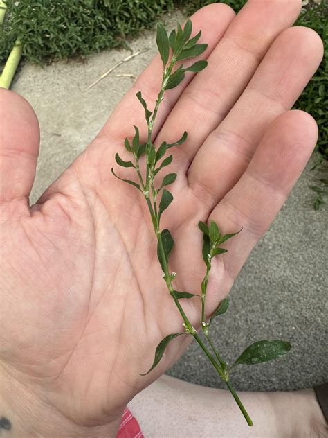 This plant seems super hardy and is spreading like crazy… what is it