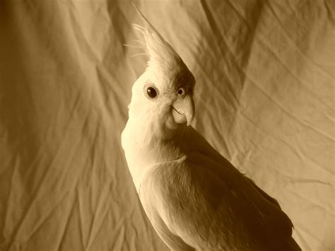 Sweet Selene - Sweet Selene updated their cover photo.