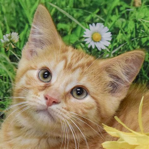 craigslist pets phoenix arizona