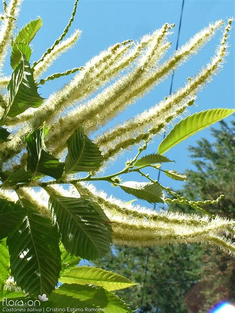 Género Castanea | Flora-On
