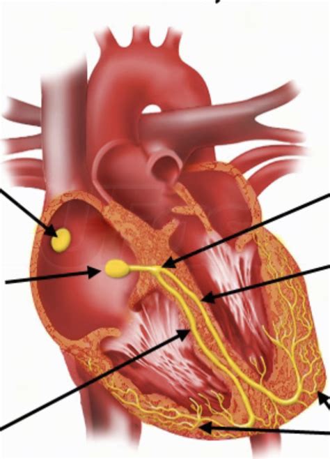 420- cardiac electrophysiology Diagram | Quizlet