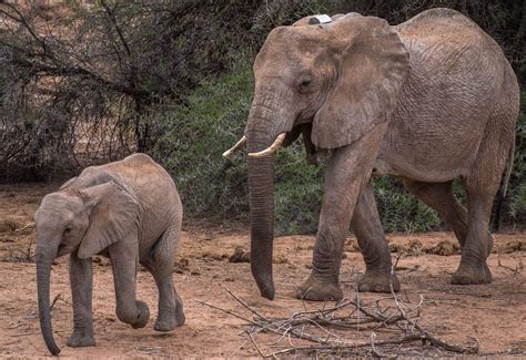 Science - Save the Elephants