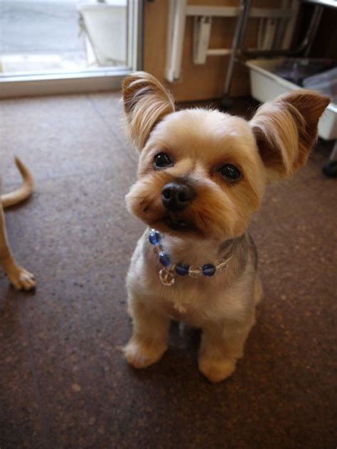 Teacup Yorkie Haircuts Pictures Examples