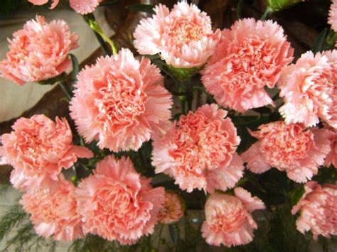 dianthus caryophyllus cultivated eflora  india