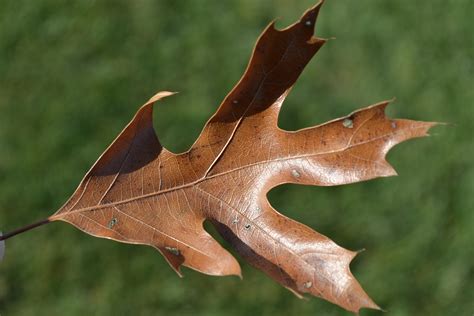 Oak Tree Leaf
