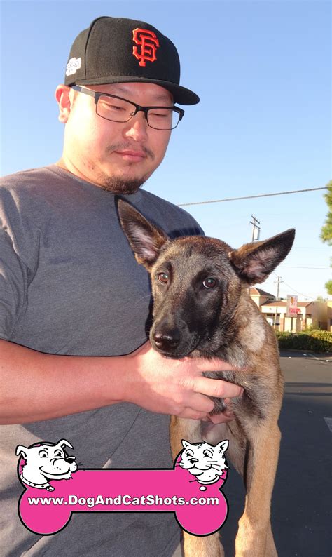 Low Cost Dog and Cat Shots in Northern California Belgian Malinois