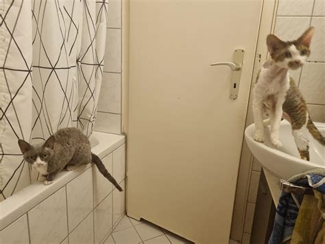 POV: going to the toilet : u/psychquenifecxi