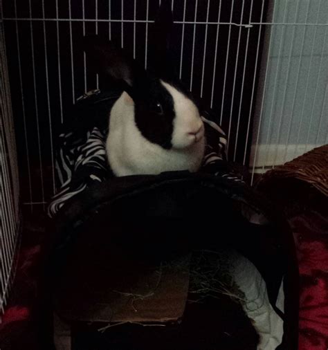 Reddit, meet Alice. The newest member of my furry family : r/Rabbits