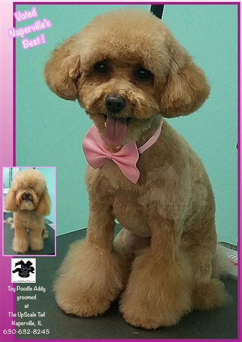 Addy, Toy Poodle w/poms, groomed at The UpScale Tail, Naperville, IL