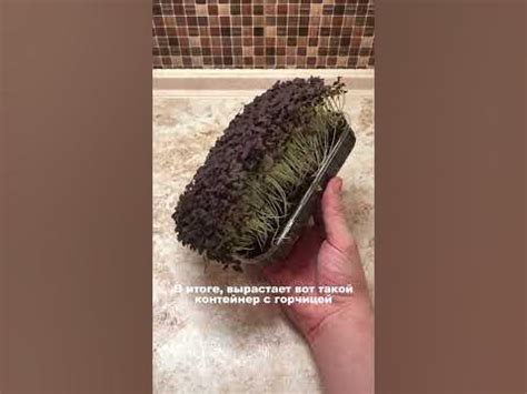 Как сажать Горчицу Карпет Ред 🌱 - YouTube