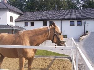Koníci - Bledy