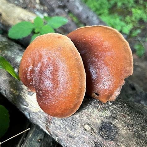 gardenique north spore organic reishi  ct mushroom plugs  logs