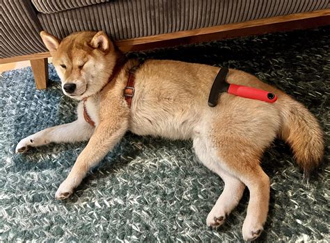 Ashi approves grooming : r/shiba