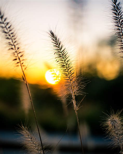 Peeking at the sunset in Apple Hill, California : r/MostBeautiful