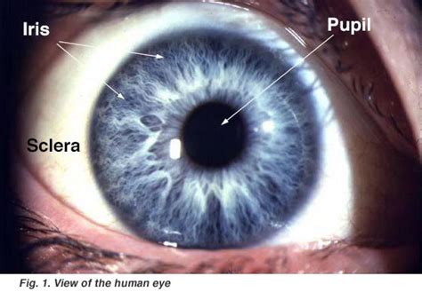 Gross Anatomy of the Eye by Helga Kolb – Webvision