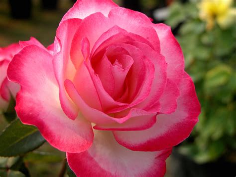 Flower - Flower Picture 07