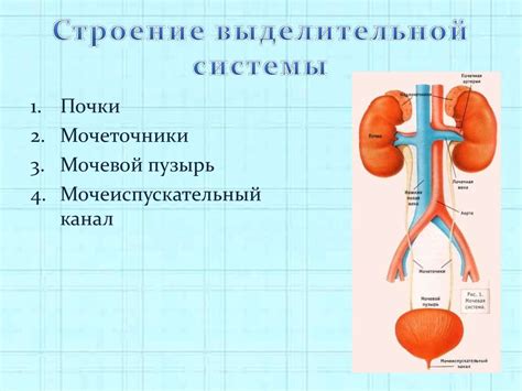 Выделительная система человека - презентация онлайн