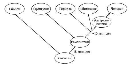 Рамапитеки. Австралопитеки. Эволюционное учение