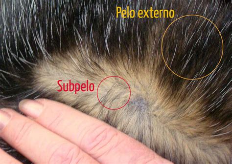 Pelo Ou Pêlo De Cachorro - Tipos de pelos de cachorro e seus cuidados - Uau Uau Que Mia