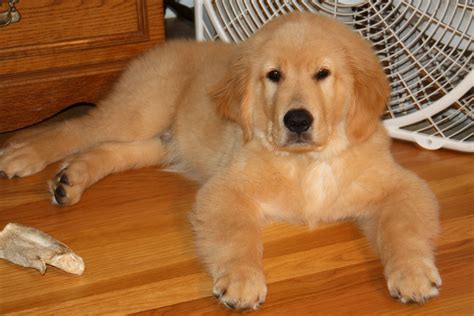 Toddler Teddy | Golden retriever, Animals, Retriever