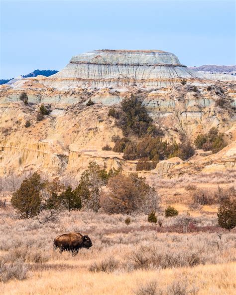 A Weekend of Bison and Badlands — BlueHour Photo Ventures