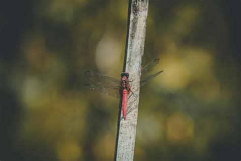 Red Dragonfly on Grey BranchFree Stock Photo