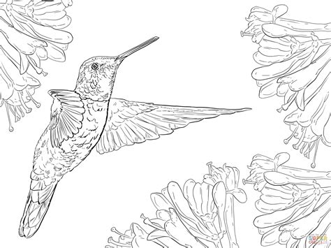 Hummingbird Coloring Pages Printable at GetDrawings | Free download