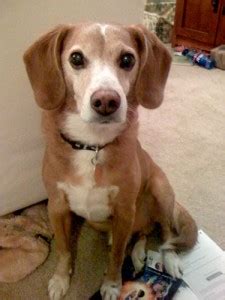 Bogie the Beagle