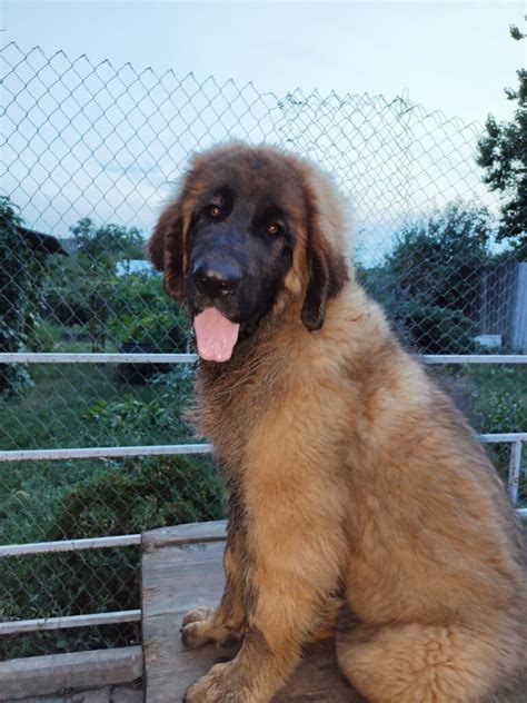 Leonberger puppy female – Dogs Jelena Dog Shows