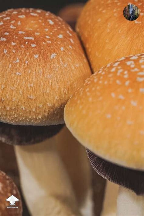 Psilocybe Cubensis gallery on Shroomok