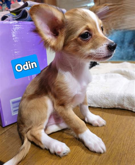 Odin The Great - Chihuahua Puppy for Sale in New York City, NY