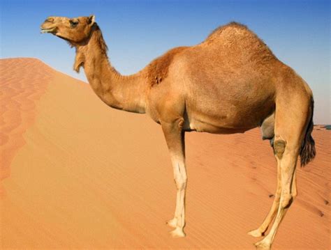 halaman belajar mewarnai gambar hewan unta gratis  anak