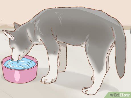 how to treat heat stroke in dogs