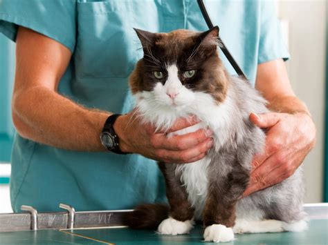 Catcuddles London Cat Sanctuary London