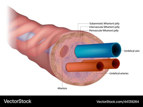 arterial vascular anatomy   umbilicus hjjpns
