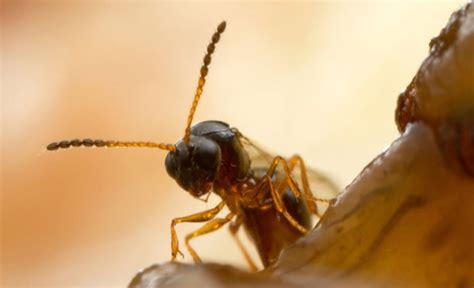 Mind-controlling virus forces parasitic wasp to put all its eggs in one